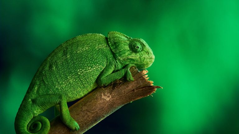 SUSE upgrades its distros with 19 years of support - no other Linux comes close