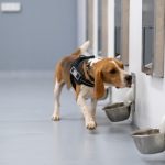 Startup Battlefield company SpotitEarly trained dogs and AI to sniff out common cancers and will show off its tech at Disrupt SpotitEarly